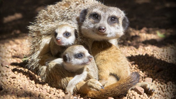 Watchful: A mother meerkat guards her kits at Perth Zoo.