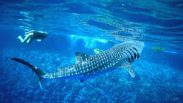 Swimming with whale sharks.