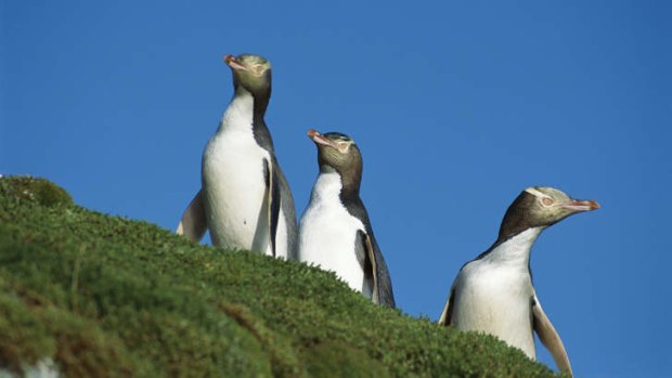 Friendly faces: Penguins are part of the attraction of New Zealand's west coast.