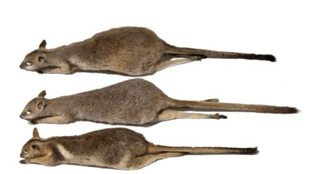 Museum specimens of the rock wallaby from the top end (pictured bottom) compared to the short-eared rock wallabies from the Victoria River region in the Northern Territory (middle) and the Kimberley region (top).