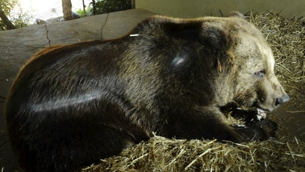 Darkle, the European Brown Bear, settles into her straw bed at the Jamala Lodge. 