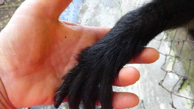 Volunteer at La Marina holding hands with a rescued spider monkey.