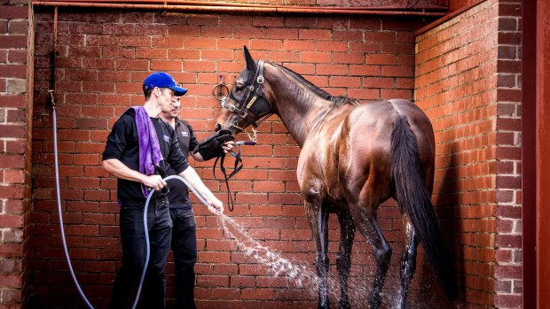Winx prepares for the Cox Plate at trackwork at Moonee Valley racecourse.