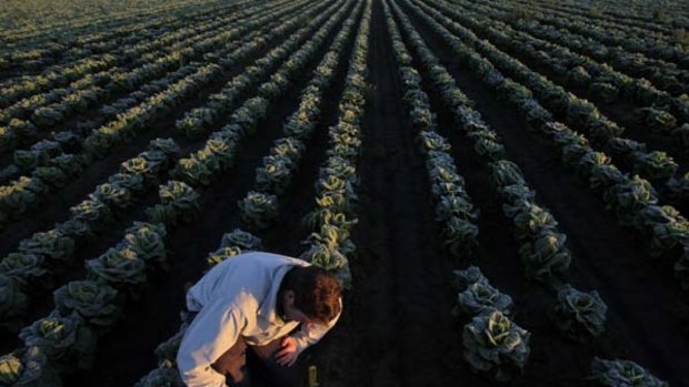 New leaf . . . Edward Fagan inspects his cos lettuce. The Fagans supply about 4 million iceberg lettuces to fast-food chains each year.