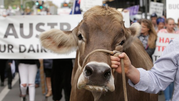 "Sary" the dairy cow is led along Swanston Street, Melbourne, during a protest march on Wednesday.