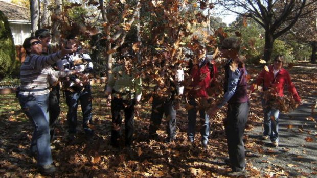 Young at heart: The Wanniassa Walkers step out in autumn.