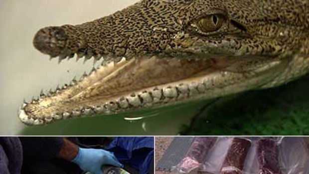 The croc, the cash and the stash ... and one of the suspects arrested in the raid.