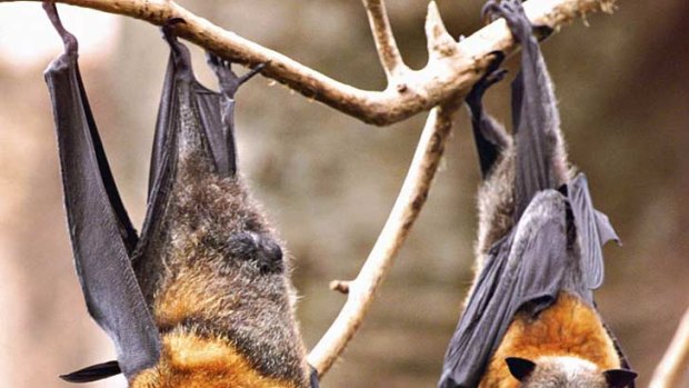 A flying fox found at Bairnsdale tested positive for a rare but fatal disease that can be passed to humans.