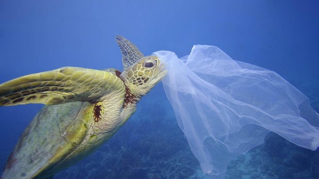 The Senate committee reports "toxic tide" of marine plastic pollution.
