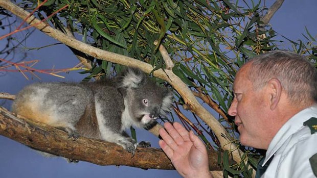 DSE Wildlife Officer Stan Williams with a koala rescued from a wildlife shelter where it was living without food.