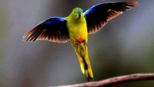 Rare sight: Fewer than 50 orange-bellied parrots are believed to live in the wild.