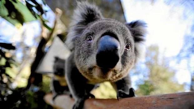 In hiding:  Environmentalists claim the search for koalas was not thorough enough.