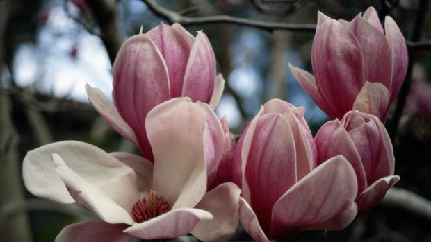 Saucer magnolias unfurl.
