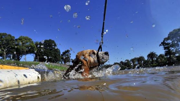 Roger the dog takes a swim in the Maribyrnong River at  Maribyrnong.