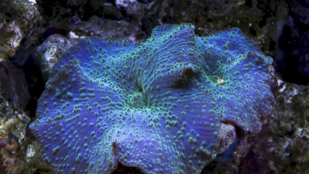 Coral  Corallimorphs. 