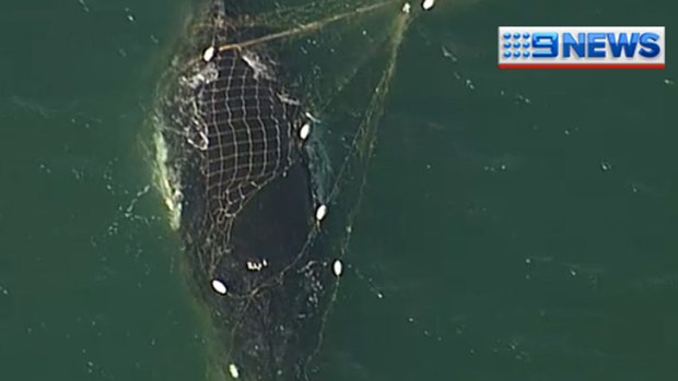 A humpback whale is caught in a shark net off Noosa.