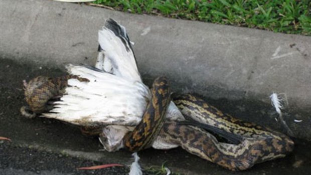 More than a mouthful ... the snake attempts to devour an ibis whole.