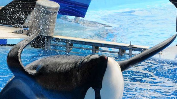 Back in action ... Tilikum performing at Sea World on Wednesday.