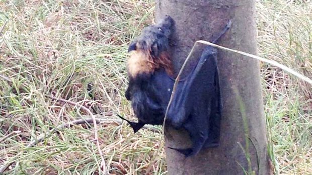 A fruitbat clings to a tree in Yarra Bend Park.