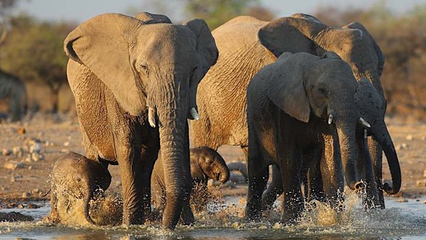 Elephants at a waterhole at Etosha.