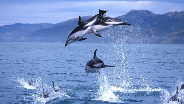 South of Christchurch, in Akaroa Harbour, is where visitors can swim with rare Hector’s dolphins.