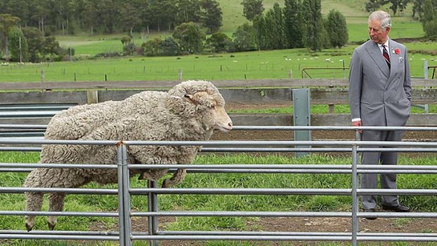 Not bowing, jumping &#8230; Prince Charles watches sheep being mustered into shearing sheds at Leenavale Sheep Stud in Sorell, north-east of Hobart.