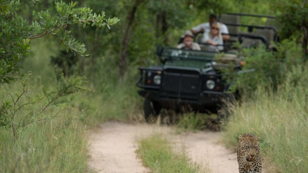 Tracking game in Sabi Sand Game Reserve is as tense as it is exhilarating. 