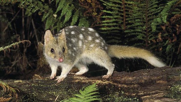 Quolls are being conditioned to avoid consuming cane toads.