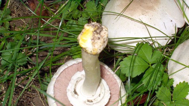 The yellow staining mushroom can be confused with edible varieties.