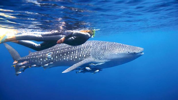 Giant friends: Whale shark visit.