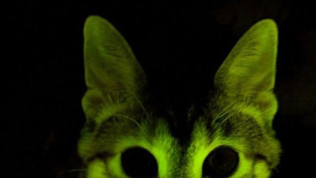 Scientists are hoping cats genetically modified to glow green could lead to a breakthrough in the fight against AIDS.