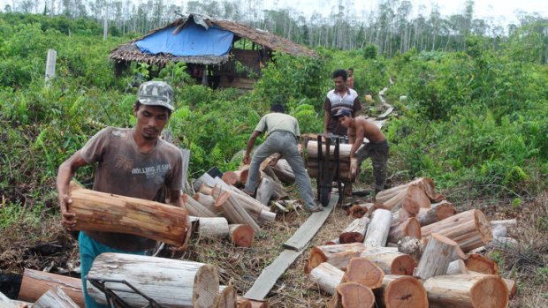 Villagers from Kayee Lon, Aceh, are paid to clear the forest from a local peat swamp.
