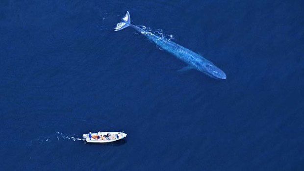 Perfect pitch: Blue whales can be heard singing more than 1000 kilometres away.