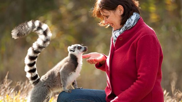 Close encounters ... feeding a lemur at Mogo Zoo