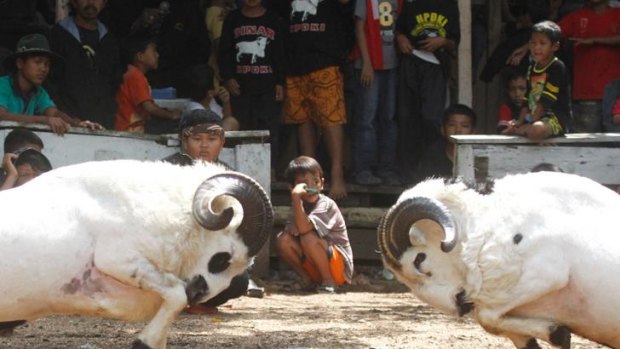 Locking horns: Adversaries charge at each other on centre stage at Bandung's ram showdown.