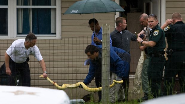 The Burmese python is removed  from the home where it killed two-year-old Shaunnia Hare.