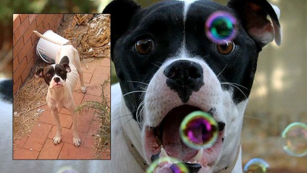 Billie Boo Bear, known as 'Boo', blowing bubbles and (inset) frighteningly skinny before she was rescued.