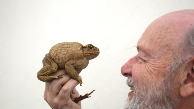 Professor Rick Shine of the University of Sydney and one of the invasive cane toads he has studied for decades. 