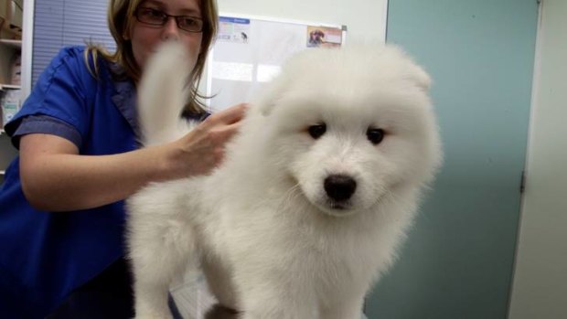 Vet nurse Suzanne Harkom vaccinates samoyed puppy Indiana.