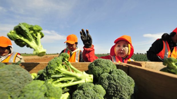 Greens mean goodness... workers harvest the new super broccoli in Werribee.