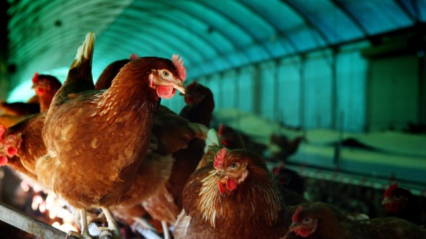 Consumer affairs ministers have set a legal definition for free range eggs.