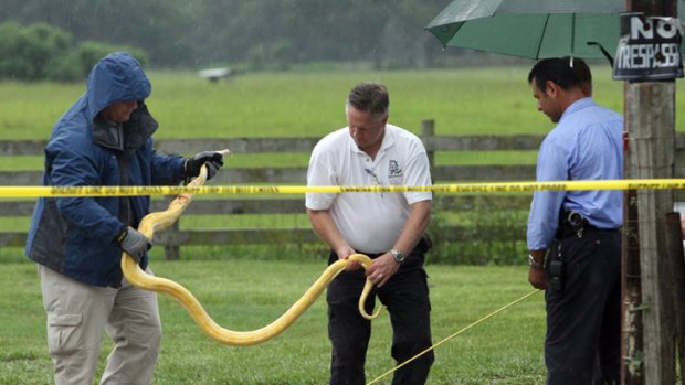 Police remove the python from a Florida home in which it strangled a toddler to death.
