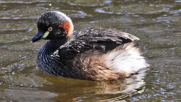 Little grebe on Tomato Lake