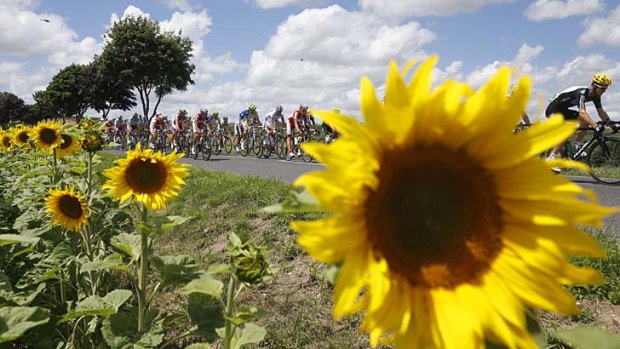 The pack passes fields of sunflowers during the seventh stage of the Tour de France.