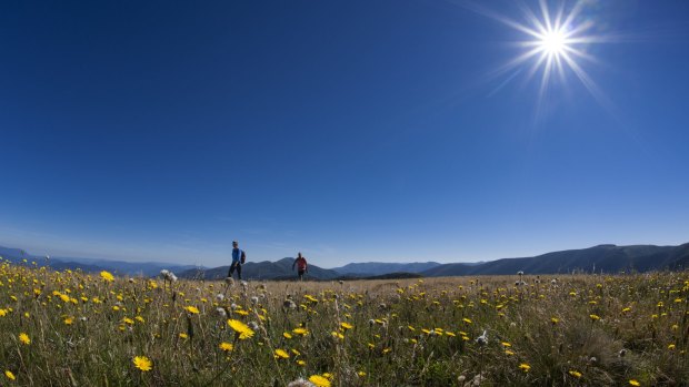 Alp and away: Hikers walk past wildflowers in Victoria's Alpine National Park.