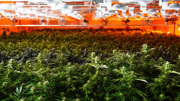 Plants growing at a medical marijuana dispensary in the USA.