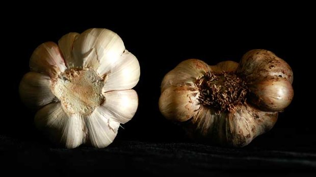 Spot the difference ... the organic garlic is on the right.