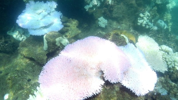 Iridescent pinks and blues are a precursor to bleaching.