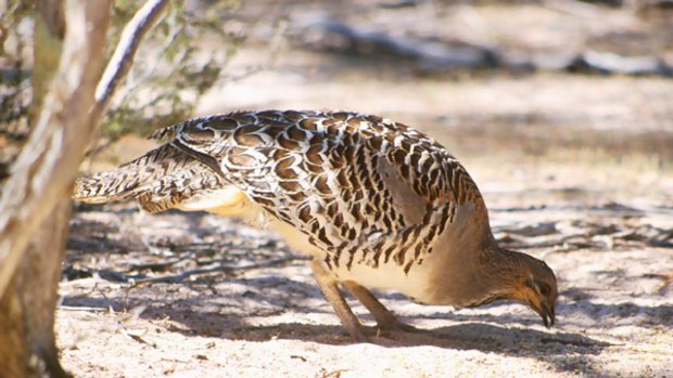 Scratching a living: A Mallee fowl.
