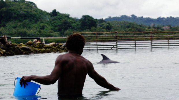 Captured dolphins wait in pens in the Solomon Islands.
